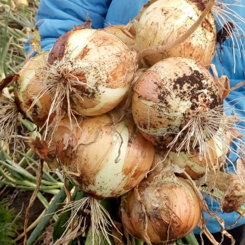 Cebolla de bulbo aquarius