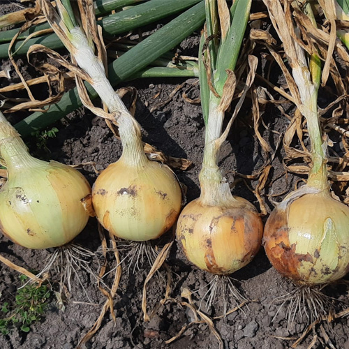 cebolla de bulbo MALBEC