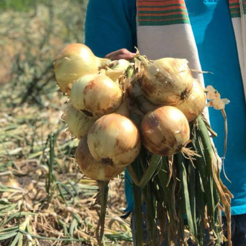 cebolla de bulbo sirius